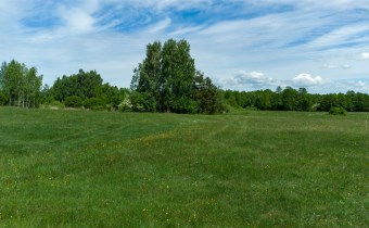 Działka na sprzedaż Kotkowo – łąka z dzikimi kwiat