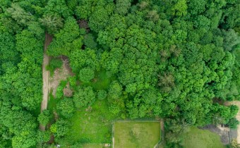 Zadrzewienia na działce budowlanej w Wadągu – natu