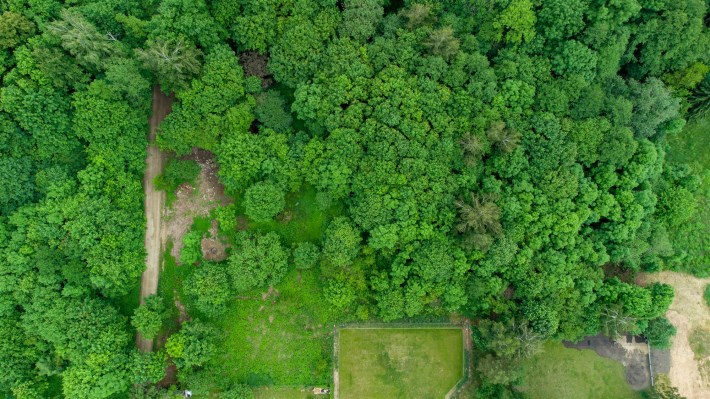 Zadrzewienia na działce budowlanej w Wadągu – natu