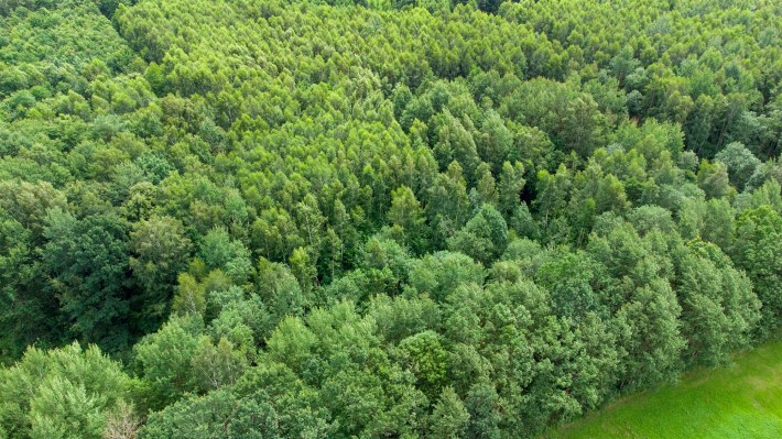 Gęsty, zadrzewiony teren działki w Nowych Mieczysł