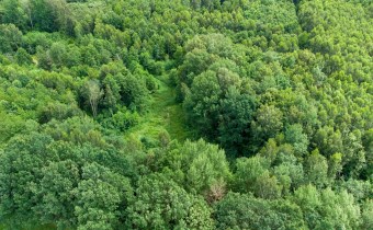 Leśna polana i naturalna ścieżka na terenie zadrze