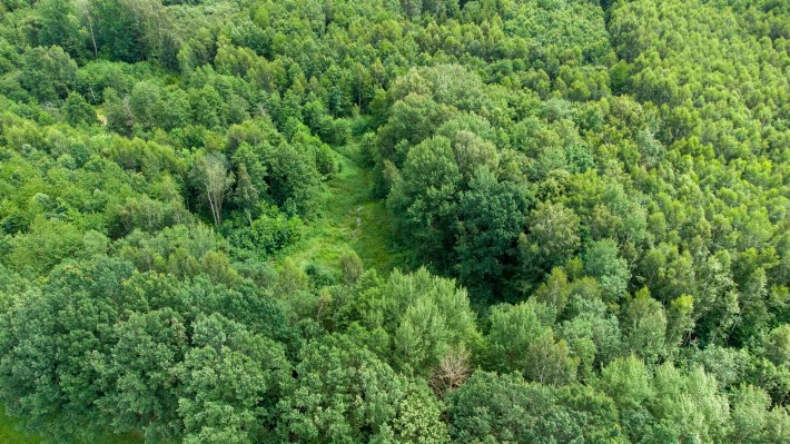 Leśna polana i naturalna ścieżka na terenie zadrze